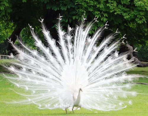 white%e3%80%80peahen%e3%80%80