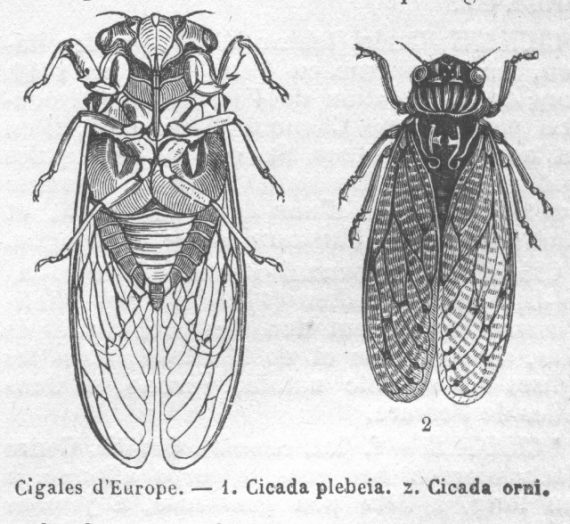 cicada2